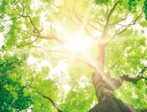 Bestattung im eigenen Garten: Tree of Life Baumbestattung